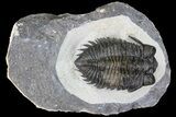 Coltraneia Trilobite Fossil - Huge Faceted Eyes #86011-1